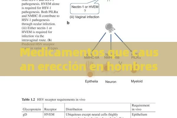 Medicamentos que causan erección en hombres - Viagra:Efectos y Comparativas